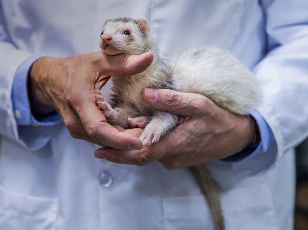 Program Director Dr. Dennis Olsen holds ferret Yogi used to teach students in the CSN Veterinar ...