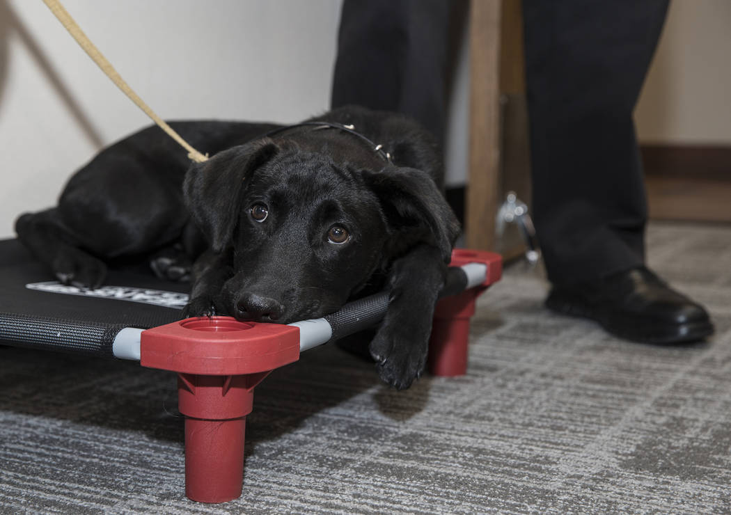 Blaze, a 5-month-old black lab and golden retriever mix, sits at Fire Station One in Las Vegas, ...