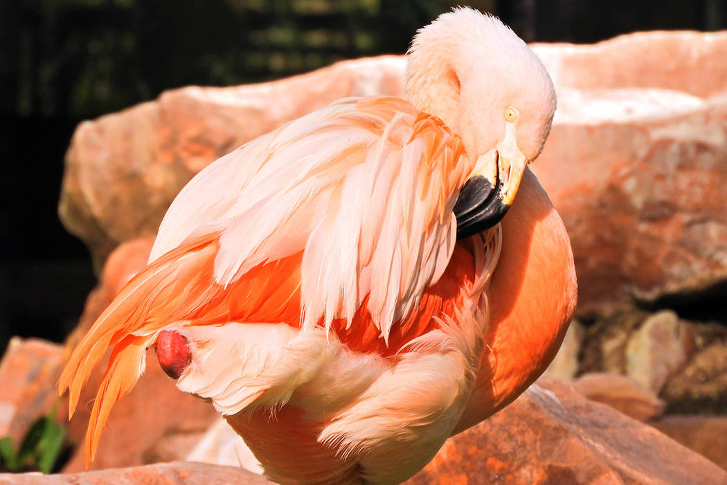 A Chilean flamingo at the Flamingo casino and resort, on Thursday, September 12, 2019. (Mat Lus ...