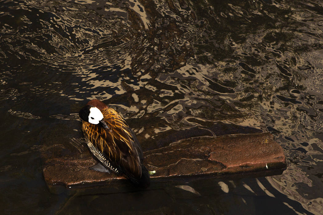 A bird rest their beak under their feathers at the wildlife habitat at Flamingo on Thursday, S ...