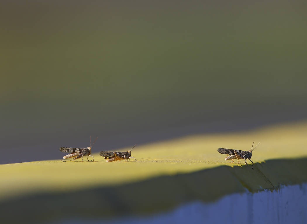 Grasshoppers hang out around pit road during qualifying for the Monster Energy NASCAR Cup Serie ...