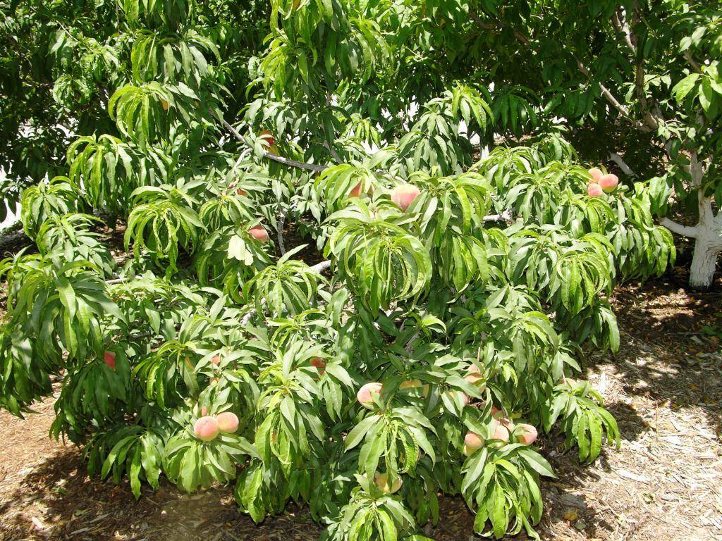 Fruit tree pruning classes will be held in January. (Bob Morris)