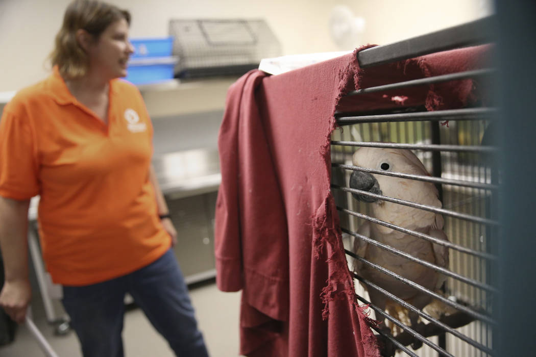 Admissions manager Kathie Mizak shows a cockatoo confiscated from the Las Vegas home of Susan M ...