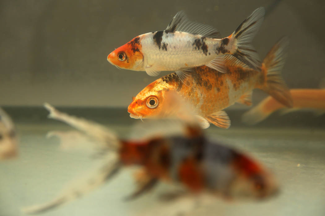 Confiscated fish from the Las Vegas home of Susan Mechsner, at the The Animal Foundation in Las ...