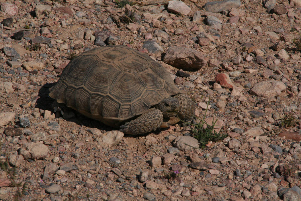 Desert tortoise also make their home at Pahranagat National Wildlife Refuge. (Deborah Wall/Las ...