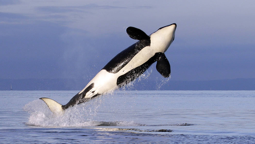 FILE - In this Jan. 18, 2014, file photo, a female resident orca whale breaches while swimming ...