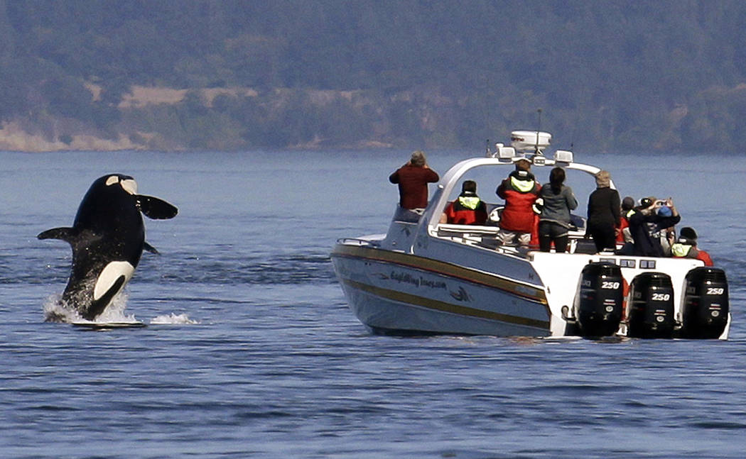 FILE - In this July 31, 2015 file photo, an orca leaps out of the water near a whale watching b ...
