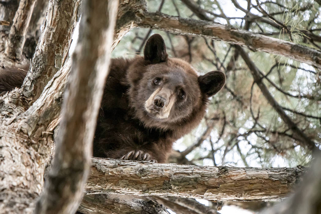 In this photo provided by the Utah Division of Wildlife Resources is a 2-year-old bear in a tre ...