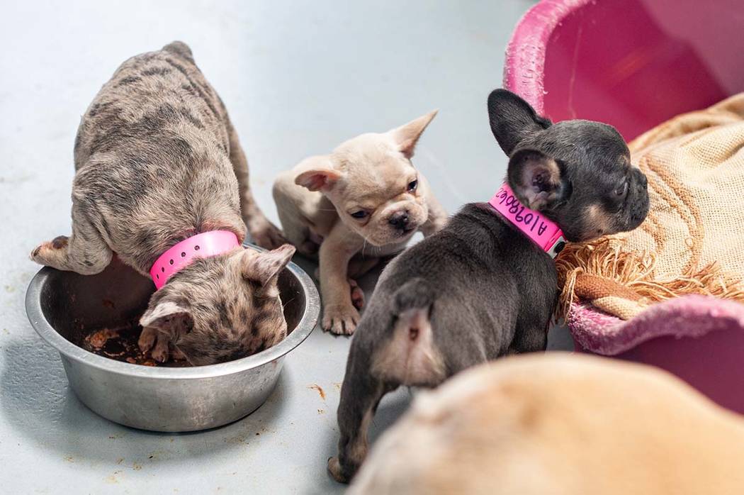 Dogs rescued from the house fire at 3324 Beca Faith Drive in North Las Vegas on Tuesday, Sept. ...