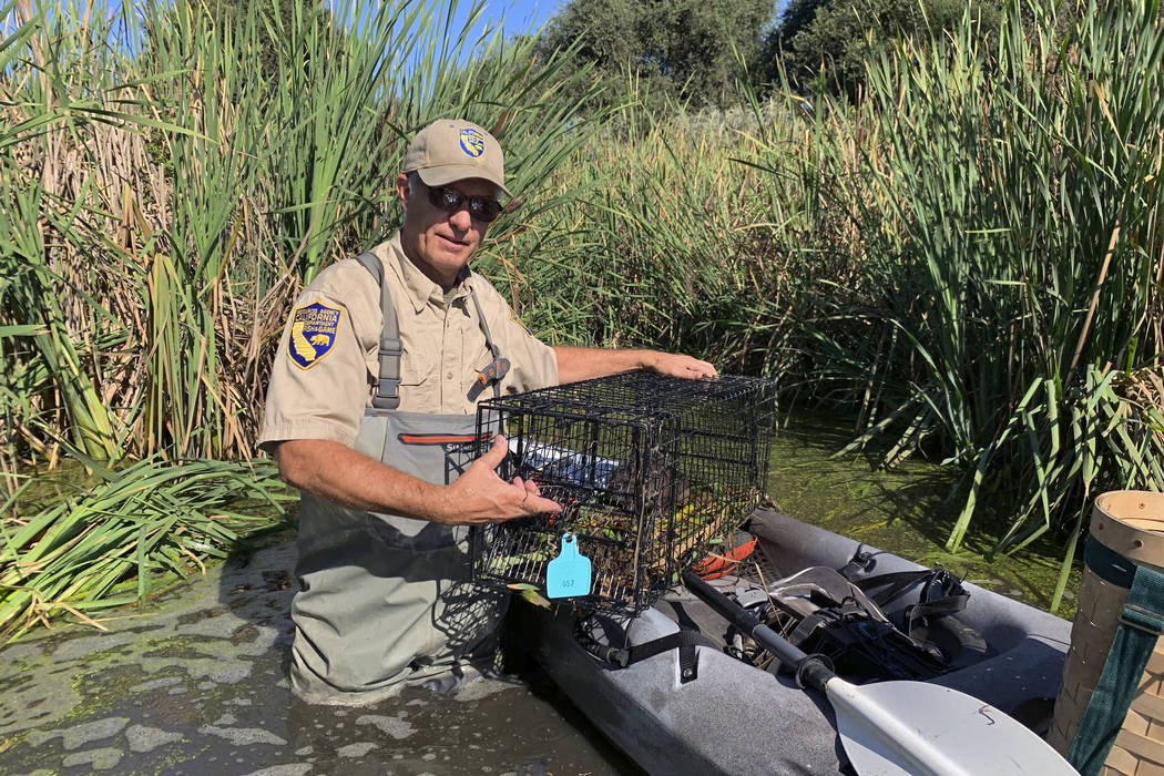 In this photo taken Sept. 12, 2019, Greg Gerstenberg, a senior wildlife biologist with the Cali ...