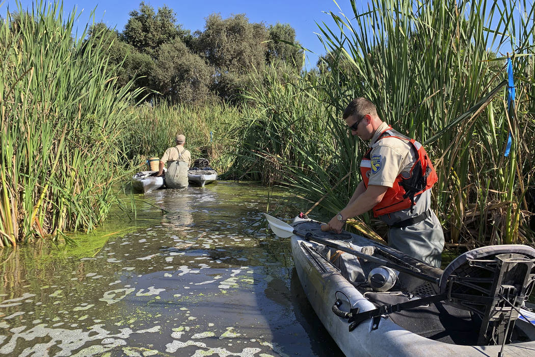 In this photo taken Sept. 12, 2019, Sean McCain, a scientist with the California Department of ...