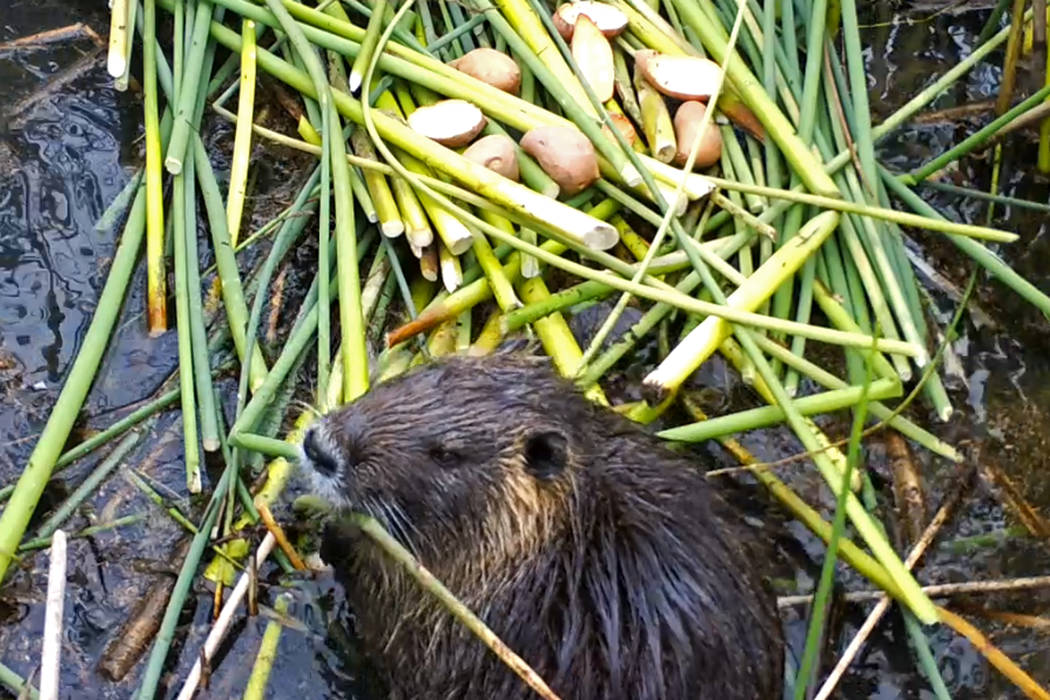 An April 18, 2019, photo provided by the California Department of Fish and Wildlife shows a nut ...