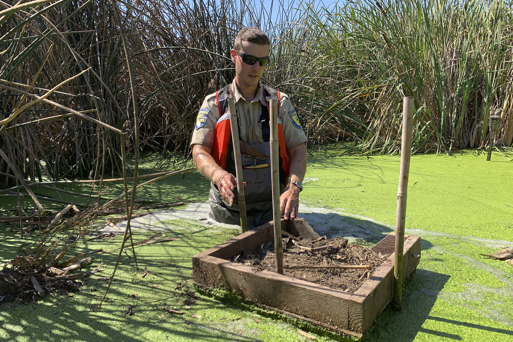 In this photo taken Sept. 12, 2019, Sean McCain, a scientist with the California Department of ...