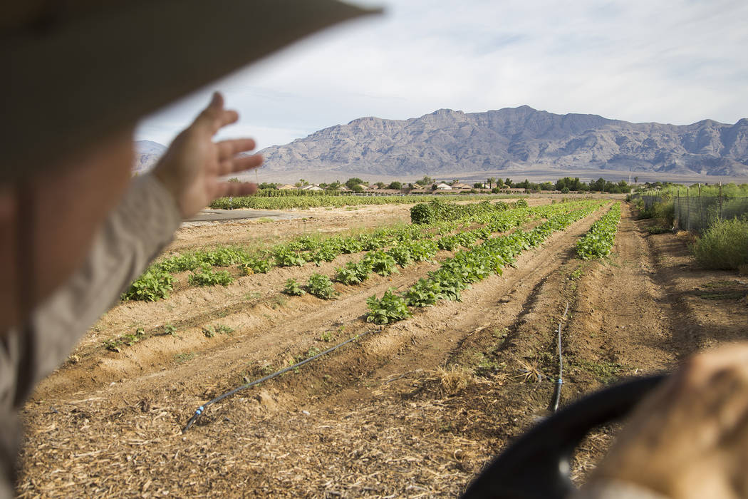 Mark Ruben, director of Gilcrease Orchard, shows the orchard's green bean crops in Las Vegas, T ...