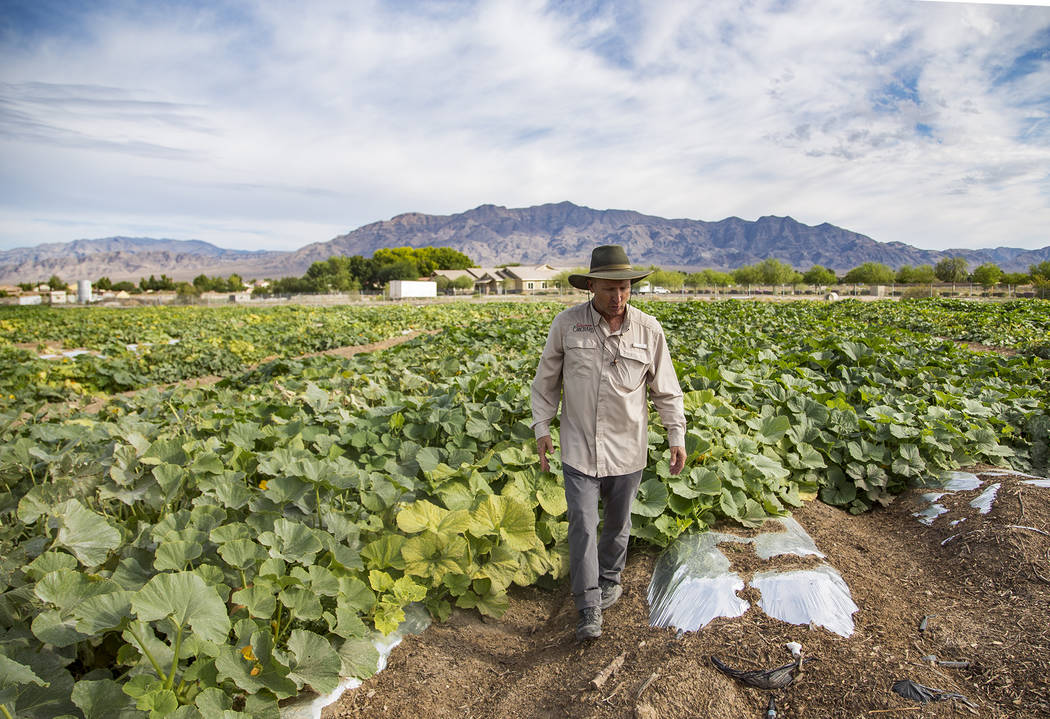 Mark Ruben, director of Gilcrease Orchard, walk through the pumpkin field in Las Vegas, Thursda ...