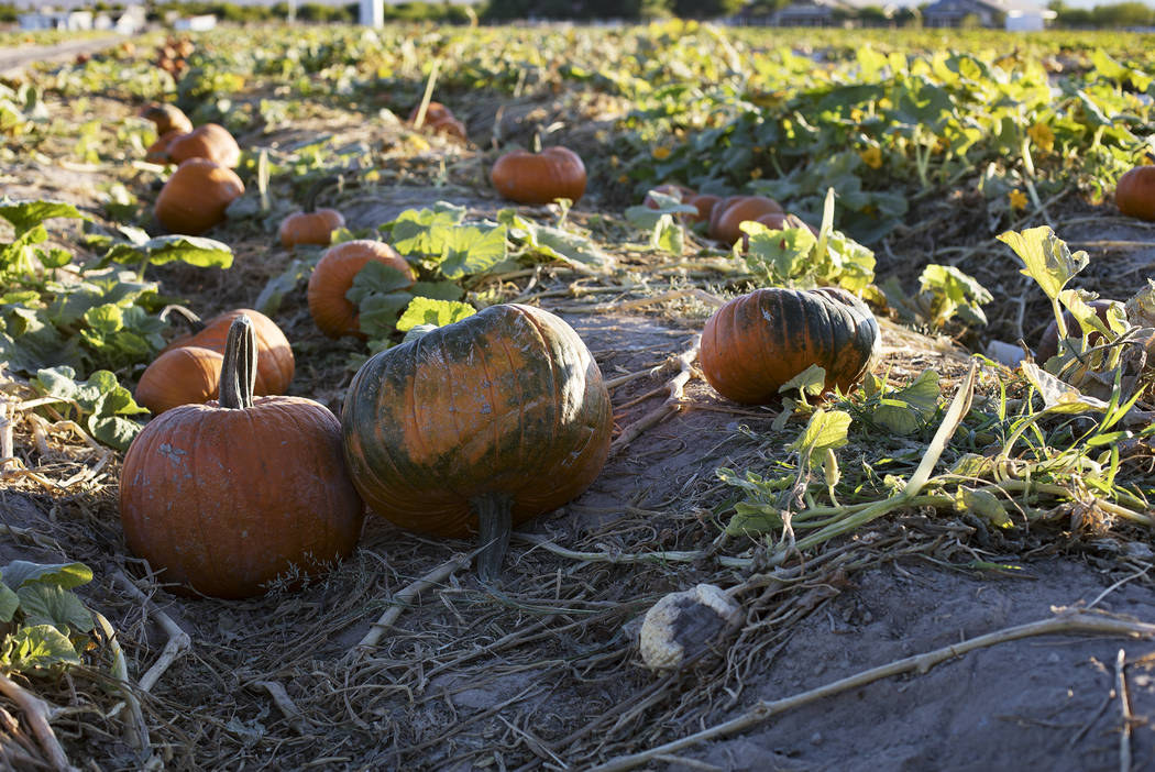 Pumpkins at Gilcrease Orchard in Las Vegas, Tuesday, Oct. 8, 2019. (Rachel Aston/Las Vegas Revi ...