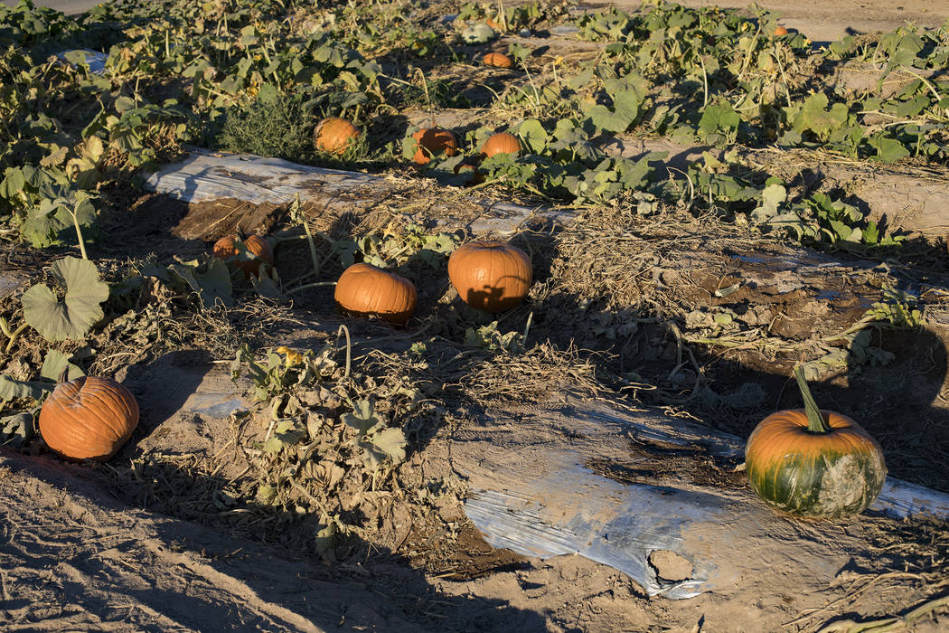 Pumpkins at Gilcrease Orchard in Las Vegas, Tuesday, Oct. 8, 2019. (Rachel Aston/Las Vegas Revi ...