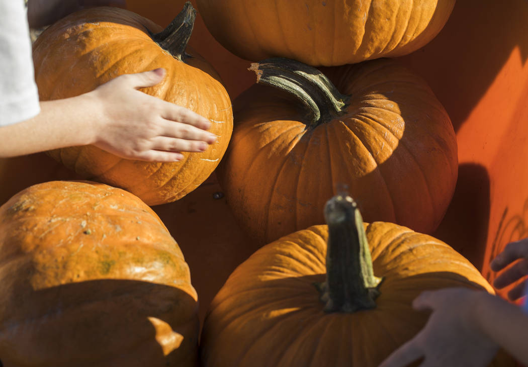 Elijah W., 9, picks up his pumpkin from a wheel barrel while with his family at Gilcrease Orcha ...