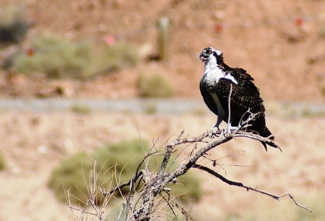 A perching osprey was one of two fishing from high above the Las Vegas Wash in mid-September. ( ...