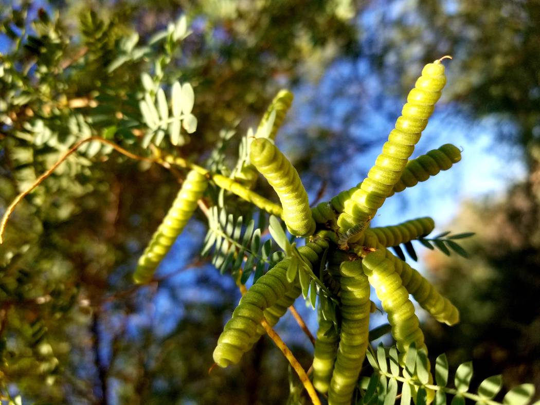 Screwbean mesquite is among the flora seen at Clark County Wetlands Park. (Natalie Burt)