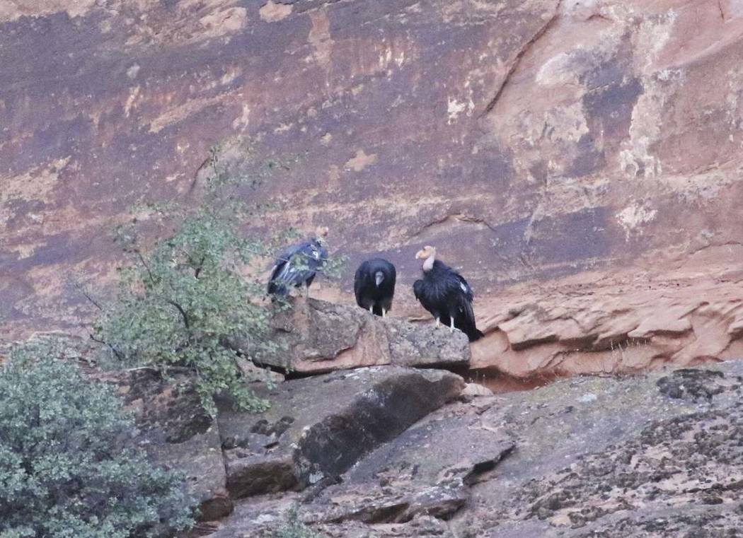 In this Sept. 25, 2019, photo, provided by Jason Pietzak shows the young condor, center, pictur ...