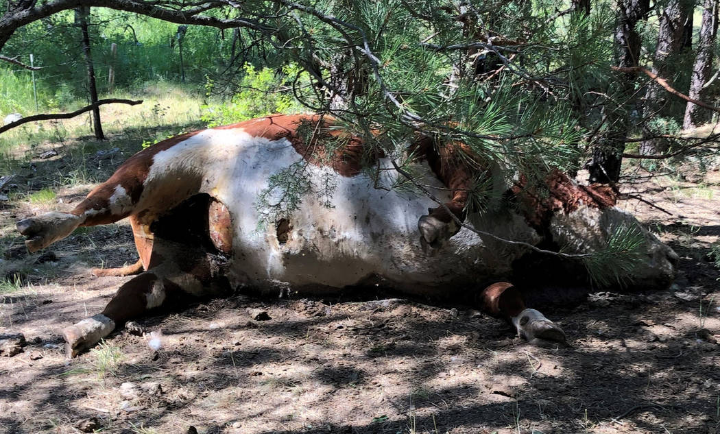 In this undated photo provided by Silvies Valley Ranch, a Hereford bull lies dead in Burns, Ore ...