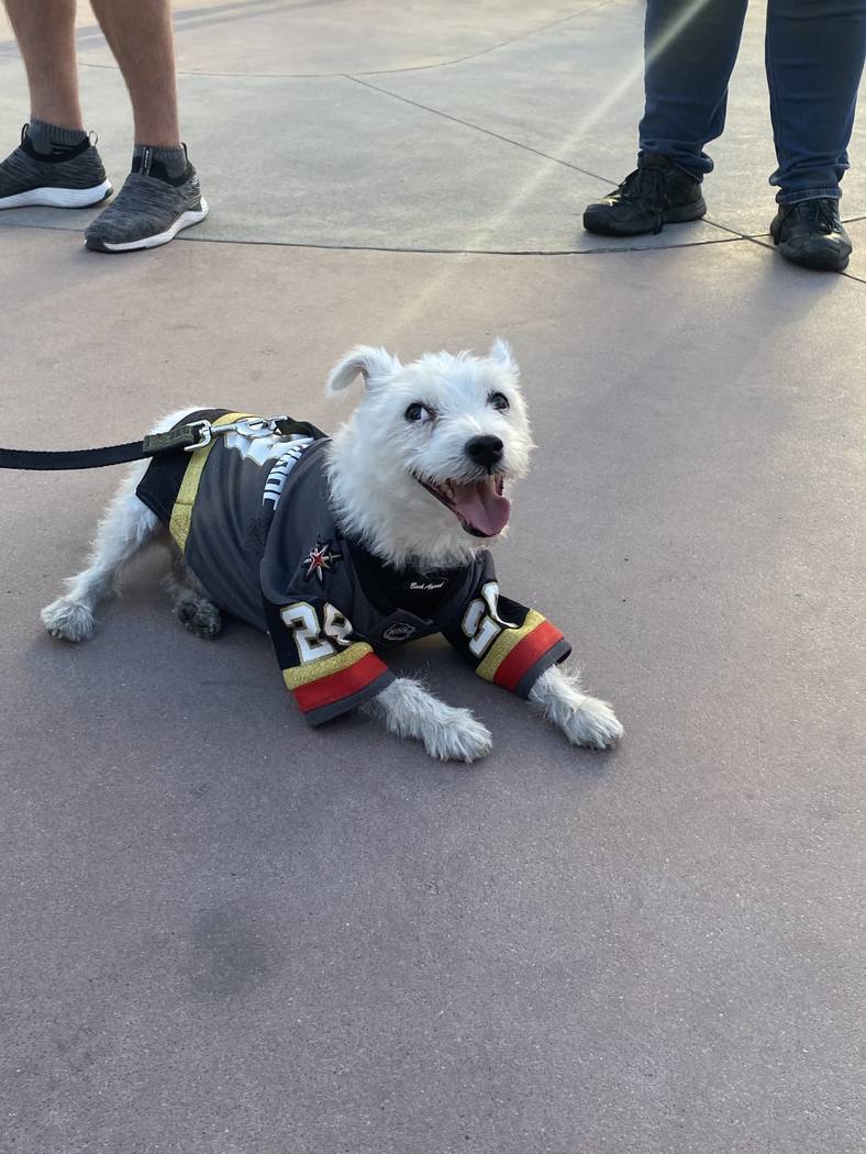 Vegas Golden Knight canine fave Bark-Andre Furry is shown at Toshiba Square outside T-Mobile Ar ...