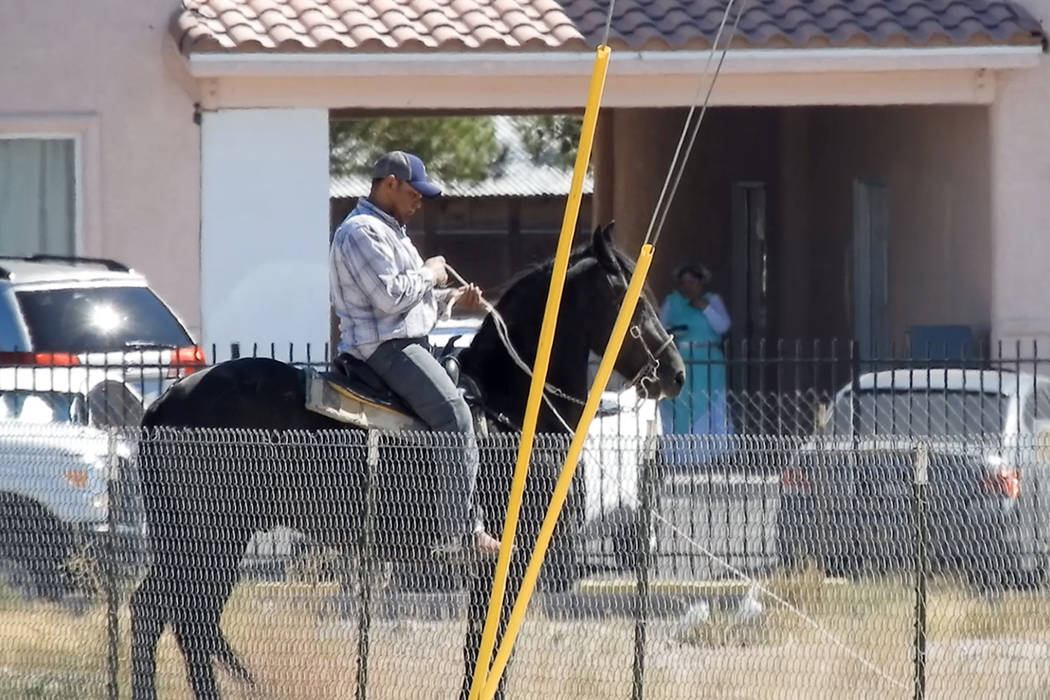 A bull is secured Sunday, Oct. 6, 2019, near Owens Avenue and Betty Lane in Las Vegas. (Mat Lus ...