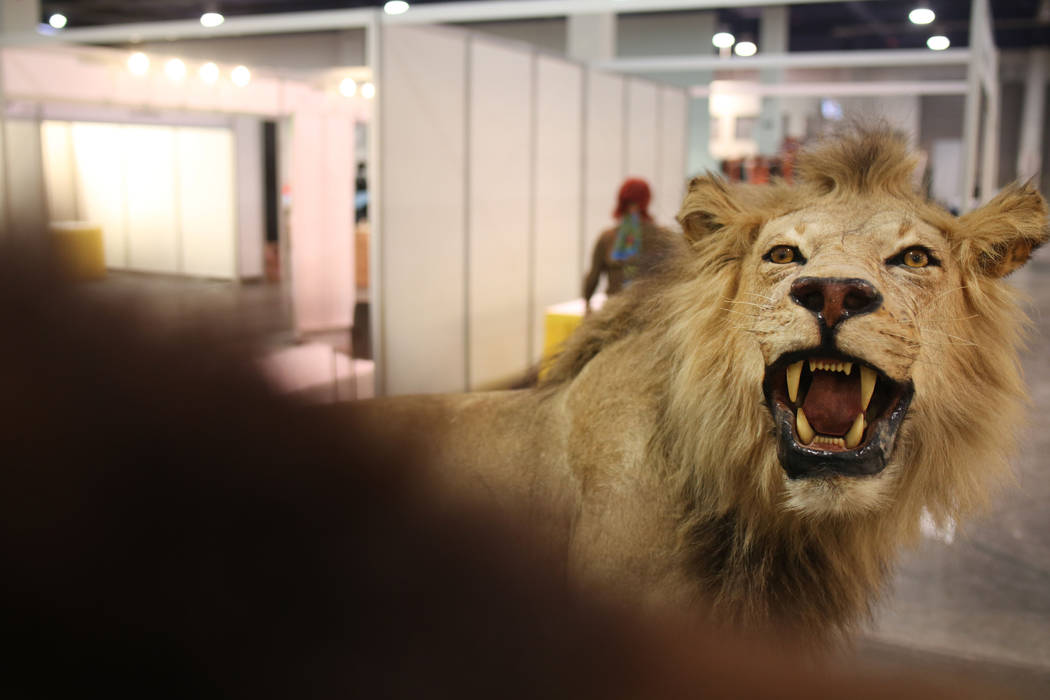 A lion taxidermy is available for purchase from the Las Vegas business, Taxidermy Collection, d ...