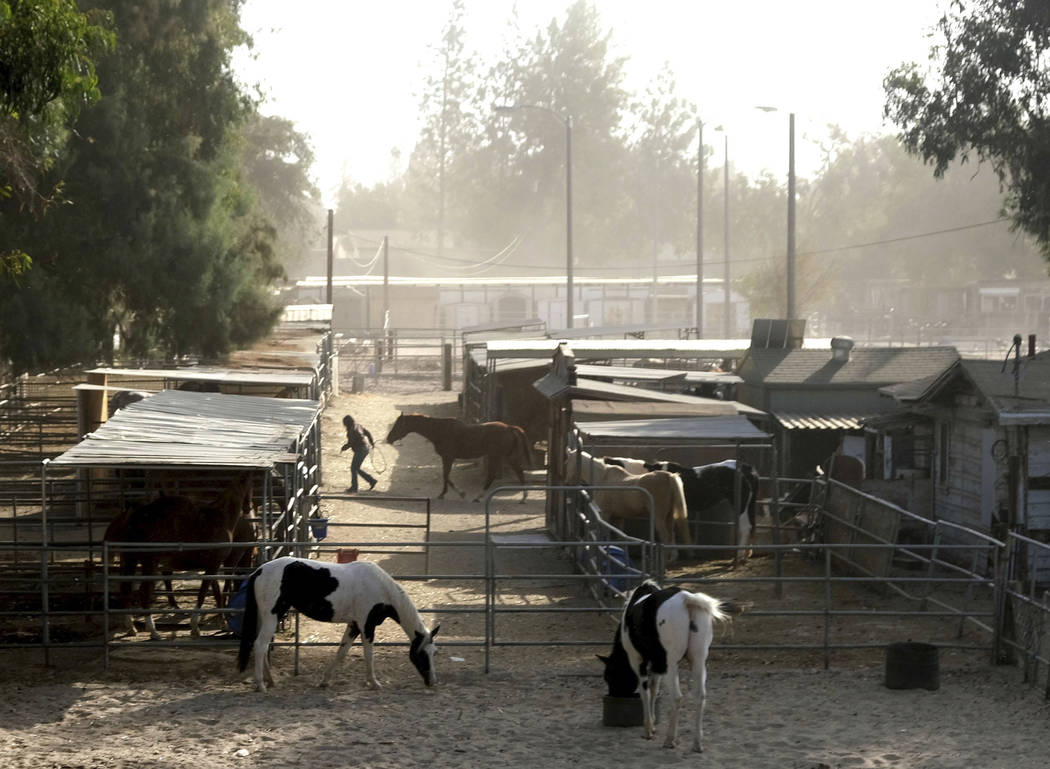 Santa Ana winds blow through a horse stable in Chatsworth, Calif., next to Stoney Peak Park on ...