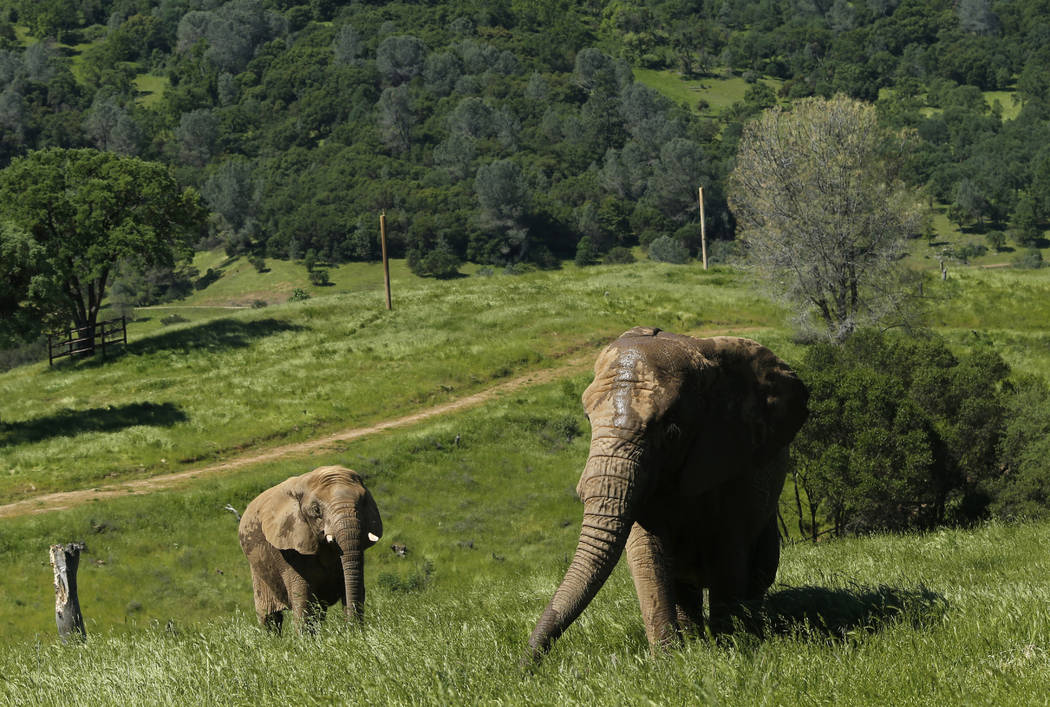 FILE -- In this Friday, April 26, 2019 file photo photo, African elephants Thika, left, and Mar ...