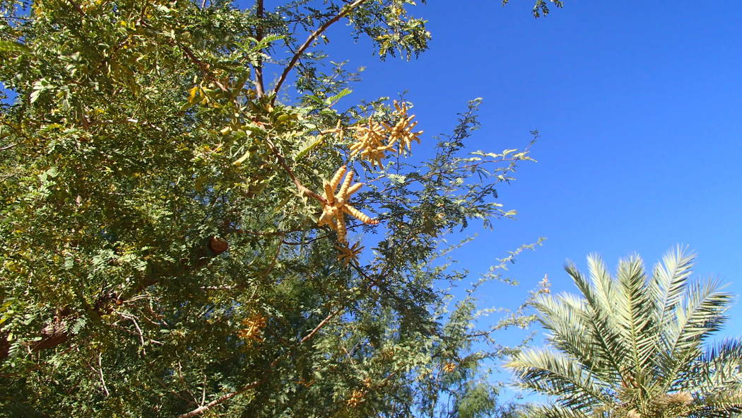 Screwbean mesquite is easily recognized by the unusual pods. (Bob Morris)