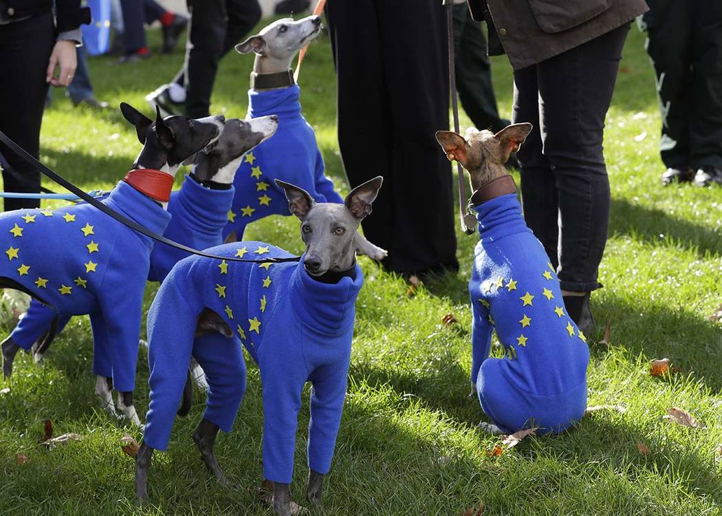 Whippets wear clothing with the EU flag during anti-Brexit protests in London, Saturday, Oct. 1 ...