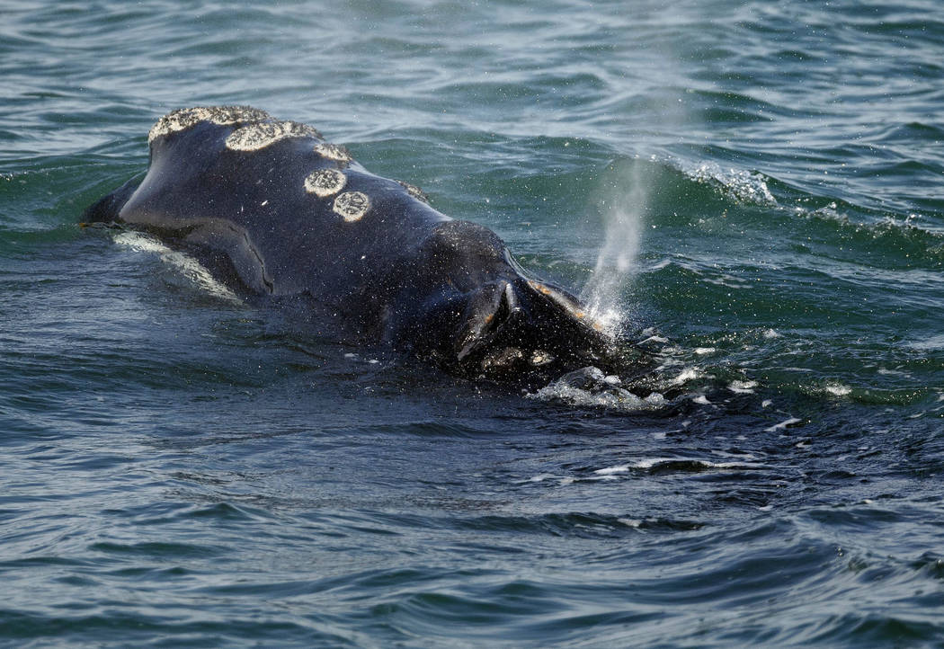 FILE - In this March 28, 2018 file photo, a North Atlantic right whale feeds on the surface of ...