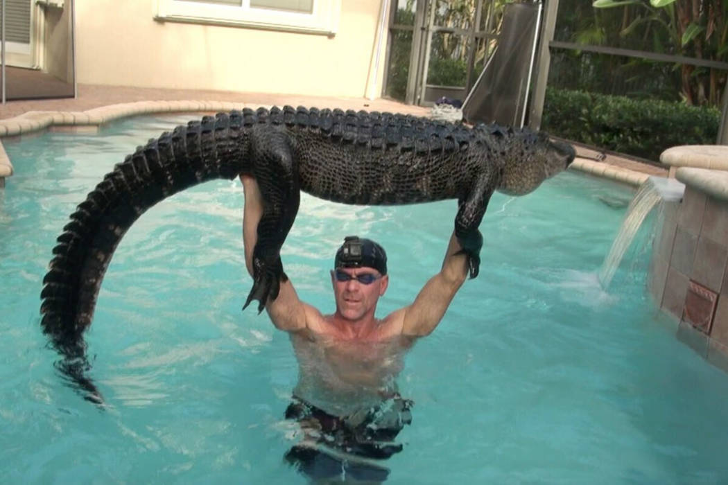 In this Wednesday, Oct. 15, 2019 handout photo shows Paul Bedard raising a 9-foot alligator ove ...