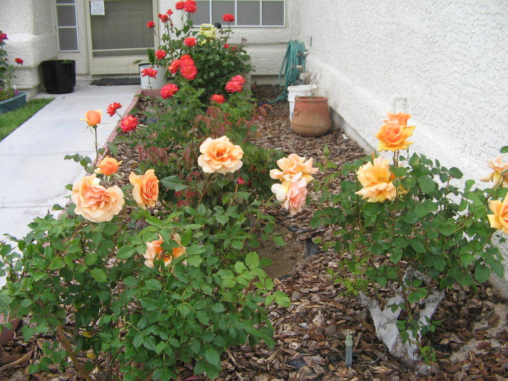 The South Valley Rose Show will be held Nov. 9 at the University of Nevada Cooperative Extensio ...