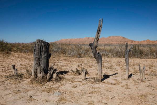 The stumps of trees that once lined the roads in St. Thomas, in the Lake Mead National Recreati ...