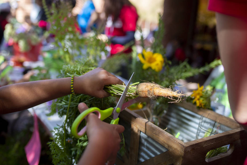 Rex Bell Elementary student Bradley Alveraz, 8, cuts the stems of carrots grown at their garden ...