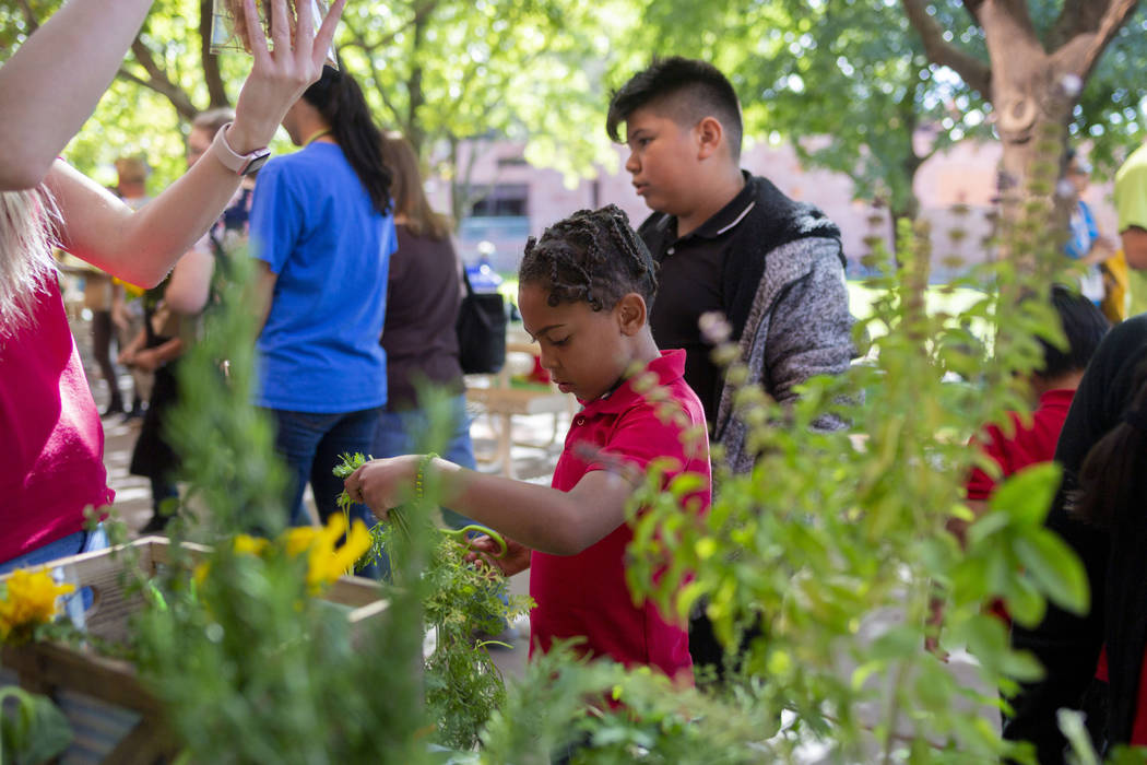 Rex Bell Elementary student Bradley Alveraz, 8, center, cuts the stems of carrots grown from th ...