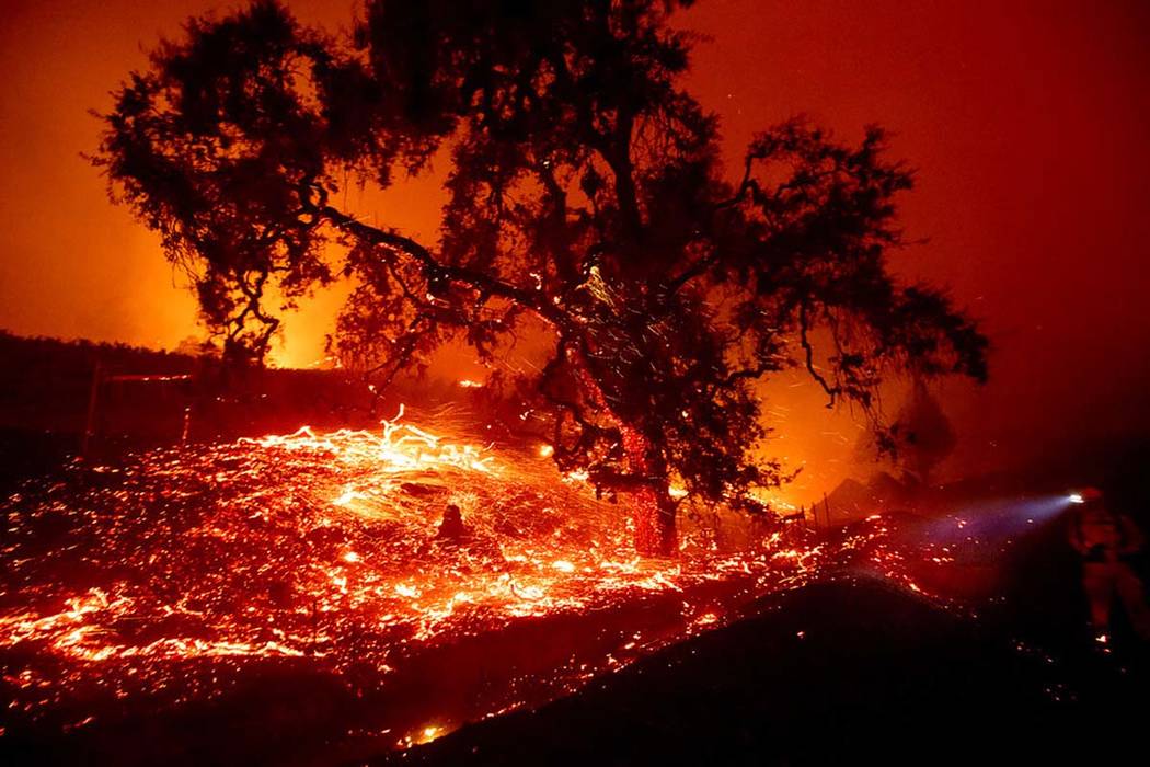 Embers fly from a tree as the Kincade Fire burns near Geyserville, Calif., on Thursday, Oct. 24 ...