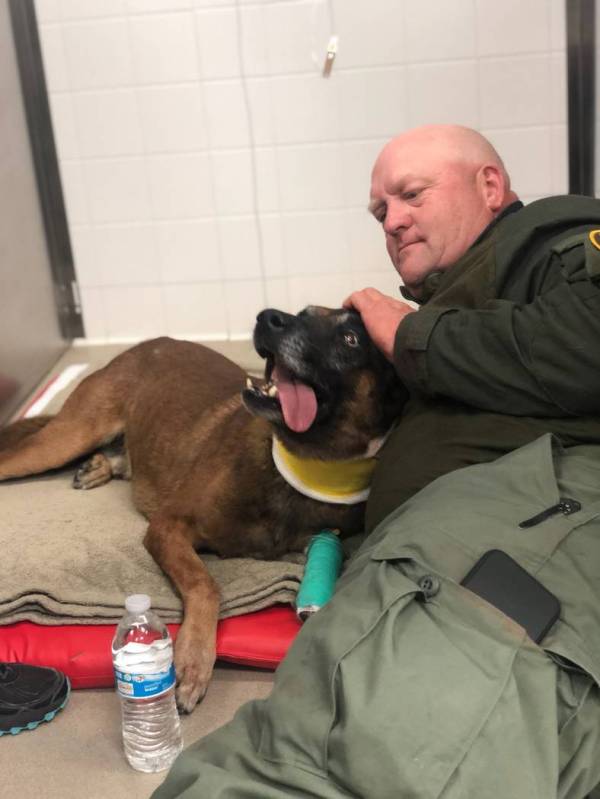 Las Vegas police dog Hunter is comforted by his handler, Jeff Corbett, after the dog was rushed ...