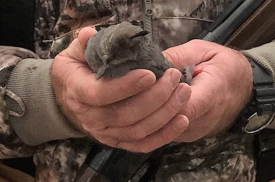 This quail was taken about a quarter mile from a Lincoln County spring after temperatures dropp ...