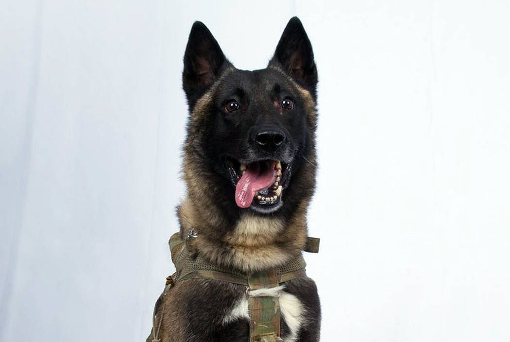 This is a photo of the military working dog that was injured tracking down Abu Bakr al-Baghdadi ...