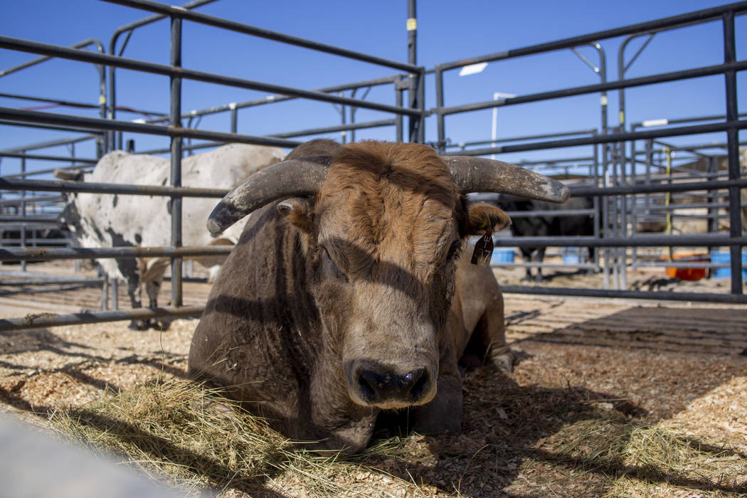 A bull housed at South Point arena in preparation for the Professional Bull Riders World Finals ...