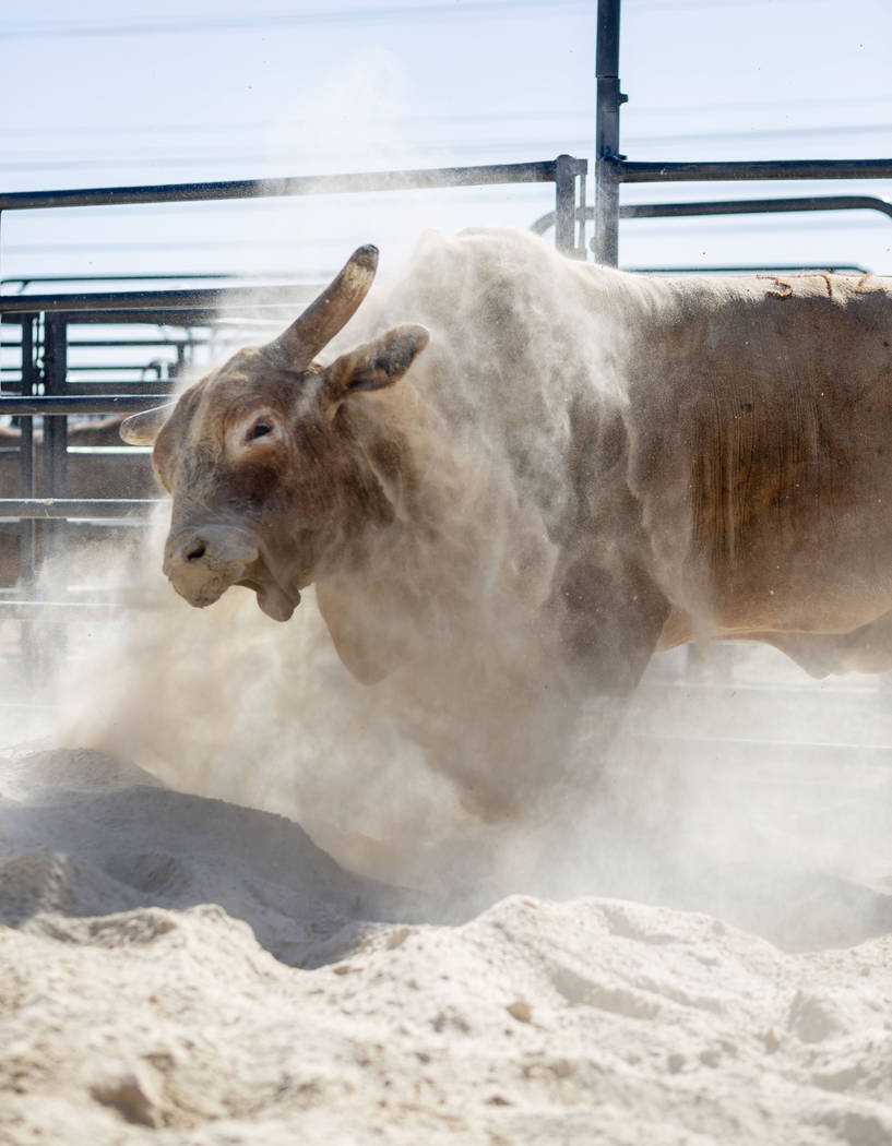 A bull exercises at South Point arena in preparation for the Professional Bull Riders World Fin ...