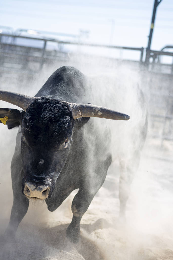 A bull exercises at South Point arena in preparation for the Professional Bull Riders World Fin ...
