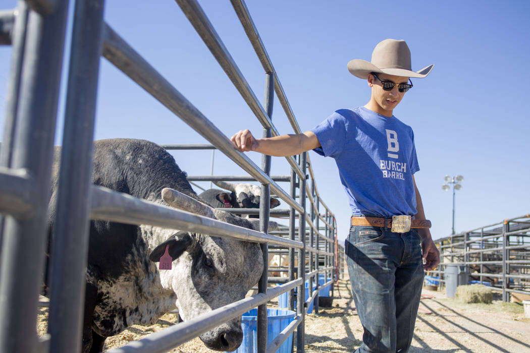 Professional bull rider Dalton Kasel, Texas, at South Point arena in preparation for the Profes ...