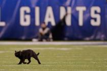 A cat runs on the field during the second quarter of an NFL football game between the New York ...