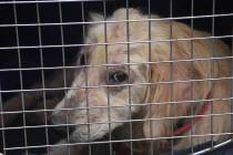 In a June 19, 2019, file photo, a dog taken from a property in Klingerstown, Pa., looks out fro ...