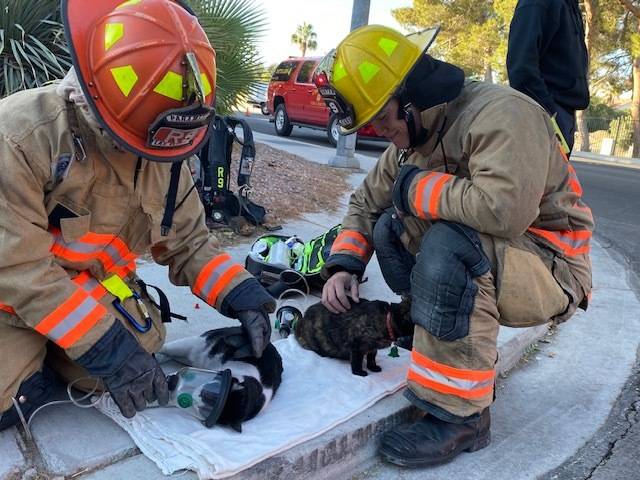 Las Vegas firefighters Christopher Hyink and Toby Brown give oxygen to two cats rescued from a ...